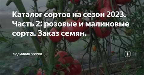 Каталог сортов на сезон 2023. Часть 2: розовые и малиновые сорта. Заказ ...