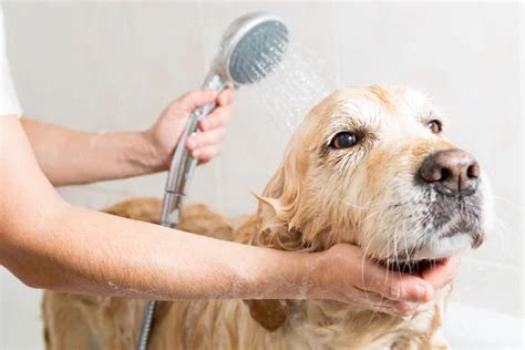 Con qué frecuencia se debe bañar a los perros durante una ola de calor