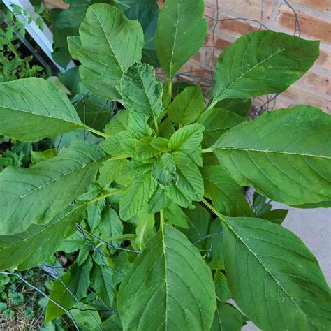 Green Callaloo Amaranth Seeds - Mountain Top Seed Bank