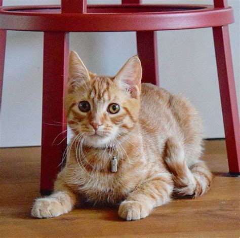 Cat Sitting On Table