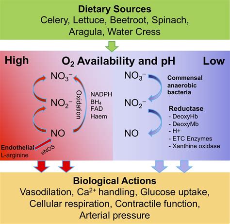 The Effects Of Nitrates And Nitrites On The Cardiovascular System