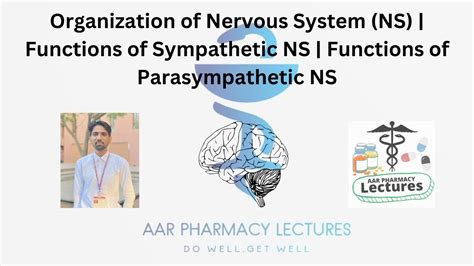 Organization Of Nervous System Ns Functions Of Sympathetic Ns