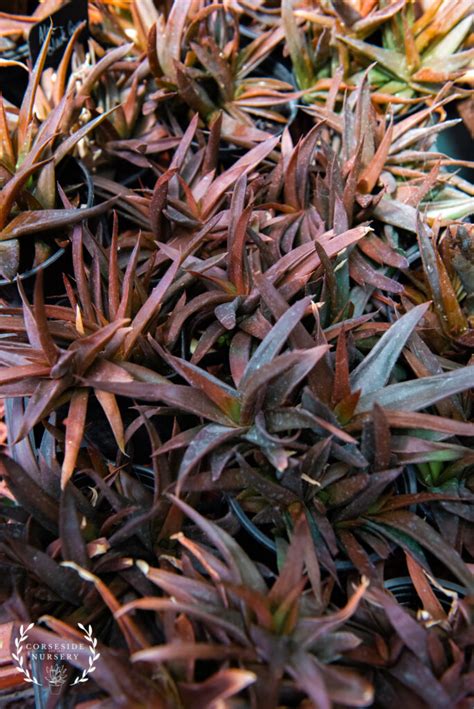 Aloe X Haworthia Black Gem Aloe X Haworthia Bigeneric Hybrid