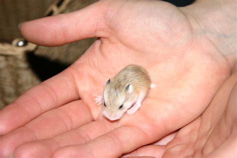 days   baby russian dwarf hamster   flickr