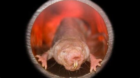 Division Of Labor Key To Naked Mole Rats Extraordinary Longevity