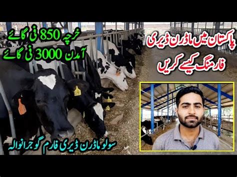 Solo Modern Dairy Farm Gujranwala Dvm Doctor Say Guftagu How To