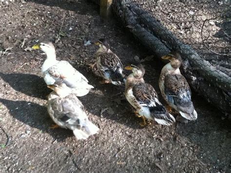 Aussie Spot Ducklings What Sex Are They Backyard Chickens Learn