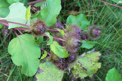 Thistle Seed Pods From Early Fall With Green Plants Stock Photo