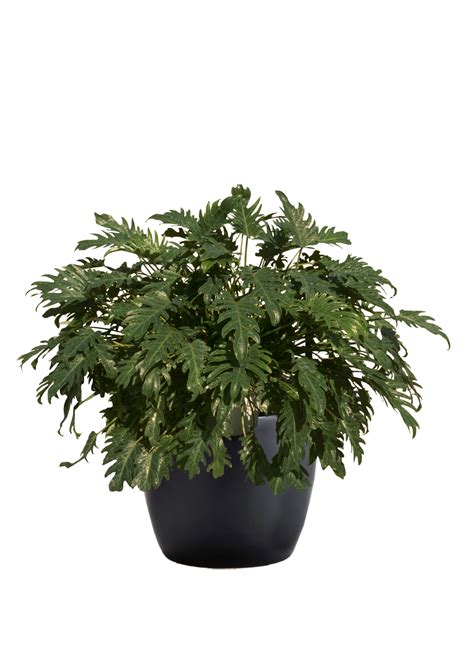 Philodendron Xanadu Phillips Interior Plants And Displays