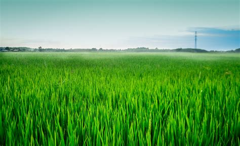 Free Images Nature Agriculture Paddy Field Grassland Crop