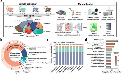 Overview Of The Mouse Brain Atlas Dataset A Graphic Illustration Of Download Scientific