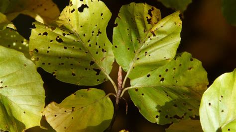 Enfermedades En Las Plantas ¿qué Son Y ¿cómo Se Transmiten