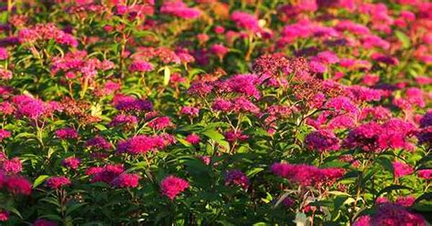 Comment Et Quand Tailler Les Arbustes Spirea Goodgardenthing