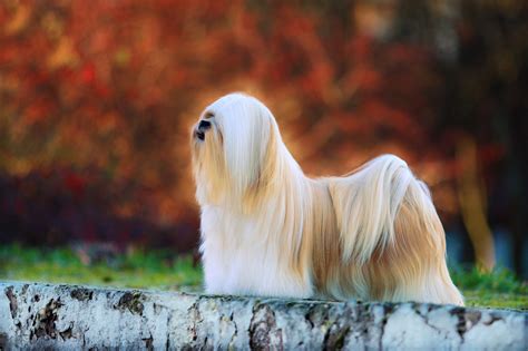 top  longest living dog breeds mystart