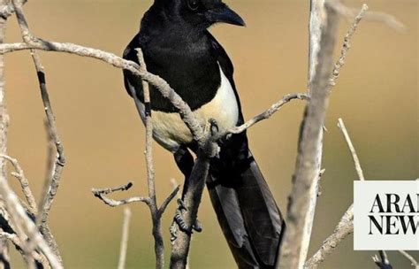Saudi Arabias Asir Magpie Faces Conservation Challenges