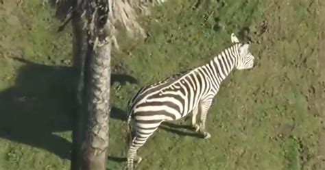 San Francisco Zoo, some schools evacuated amid temporary tsunami ...