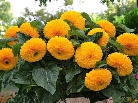 Дачный мир | ВКонтакте