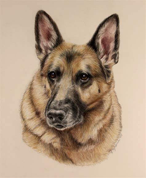 Gorgeous German Shepherd In Color Pencil Drawing Dogs In Detail