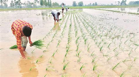 Gujarat Kharif Crop Sowing Gets A Rain Boost India News The Indian