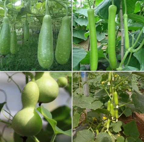 Bottle Gourd Yield Per Plant Taka Vegetable