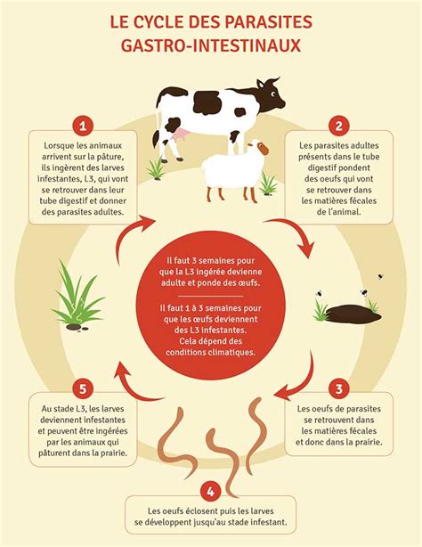 Gestion Raisonn E Du Parasitisme Chez Les Petits Ruminants Les Cl S Du