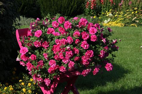 Ампельная роза (104 фото)