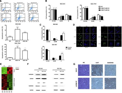 Effect Of Neat1 On Gastric Cancer Cell Apoptosis And Cell Cycle In Download Scientific Diagram