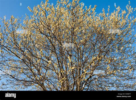 Goat Willow Also Pussy Willow Or Great Sallow Salix Caprea Flowering Thuringia Germany