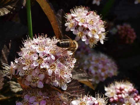 Bienen Heisst Leben Bee Means Life Hansueli Frieden Flickr