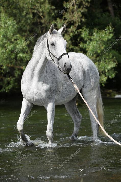 Blanco Caballo Pura Sangre Inglés En Río — Fotos De Stock © Zuzule