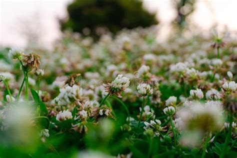 White Clover Flower Field With Depth Of Field Effect Stock Photo