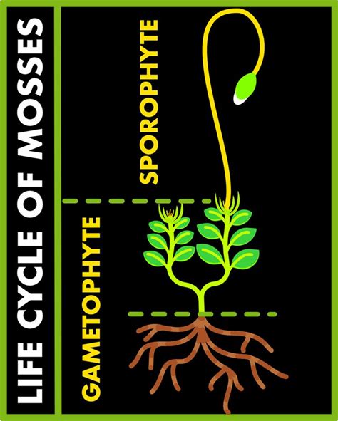 MOSSES- FEATURES AND LIFE CYCLE | Life cycles, Homosporous, Alternation ...