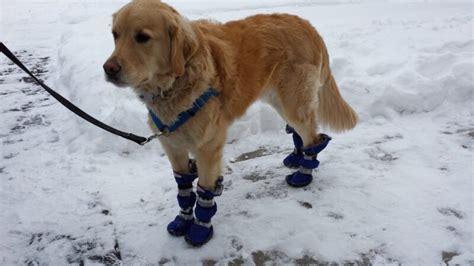 Golden Retriever | Alldogboots Blog