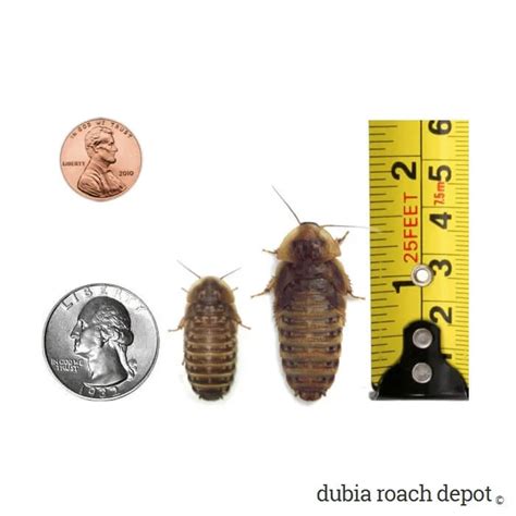 Dubia Roaches - Feeders, Breeders, Nymphs and Adults
