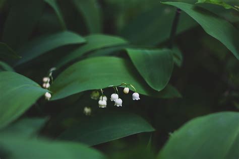 Wallpaper Sunlight Leaves Flowers Nature Grass Branch Green