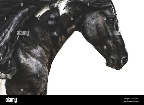 Baroque Pinto Portrait Stock Photo Alamy
