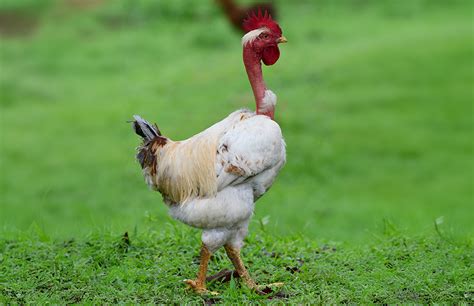 Naked Neck Turken Chicken Not The Average Backyard Bird Chicken Fans