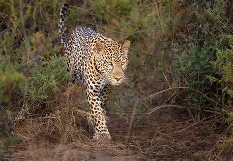 The beautiful stalking menace. Male leopard in Samburu National Park