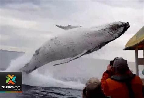 Ballena Sorprende A Un Grupo De Turistas En Panamá Teletica