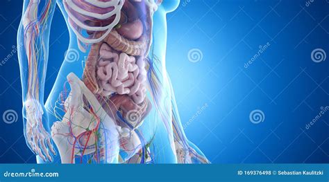 The Abdominal Organs Stock Illustration | CartoonDealer.com #169371565