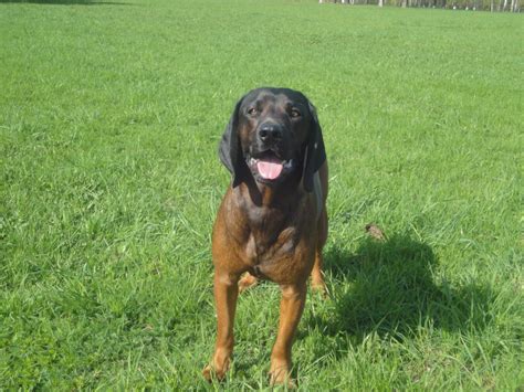 Собаки: Баварская Горная Гончая ( Баварская Следовая Гончая )