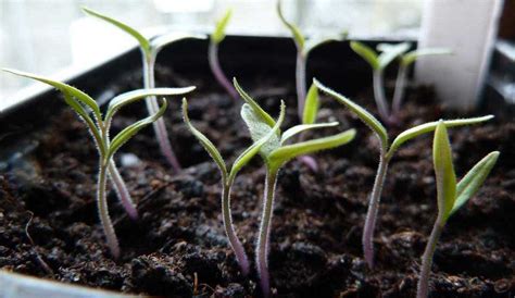 Сроки прорастания семян томатов на рассаду. Через сколько дней всходят ...