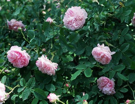 Damascus, Scented Rose – Plant – Plantslive