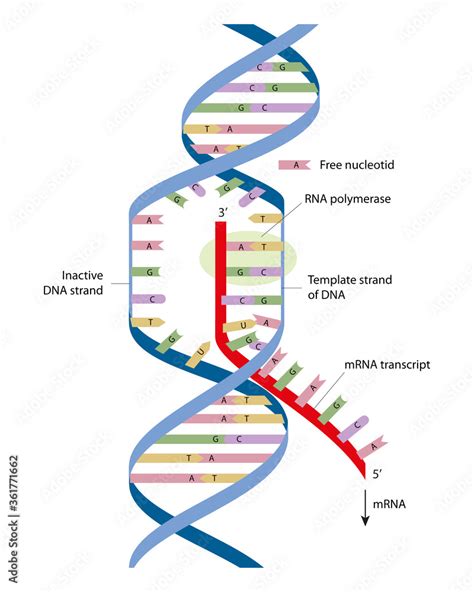 Simple diagram of transcription elongation. Transcription is the first ...