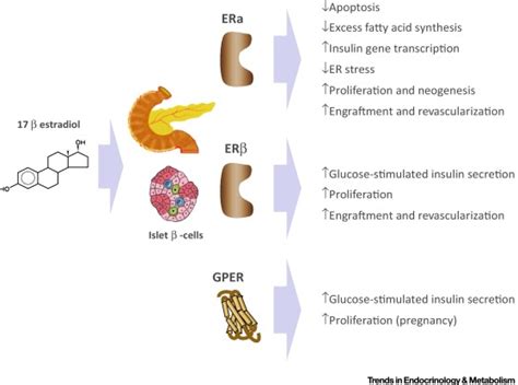 Role of Sex Steroids in β Cell Function Growth and Survival Trends in Endocrinology Metabolism