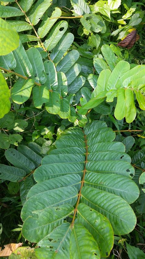 Warisan Petani Pokok Gelenggang
