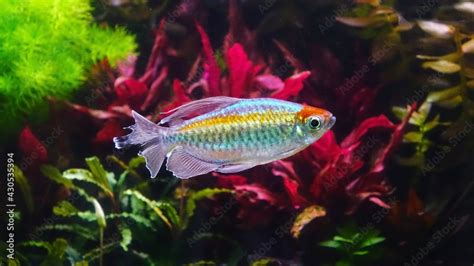 congo river basin fish