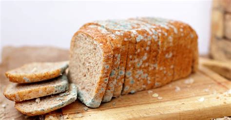 What Does Mold Look Like On Bread Unlimited Recipes