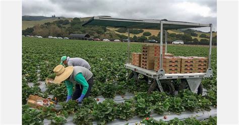 Strawbot Follows Harvesters During Strawberry Picking