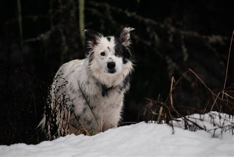 21 Border Collie Colors Markings And Patterns With Pictures Hepper